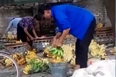 Công nghệ làm chuối chín 'siêu tốc' bằng hóa chất