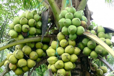 Dừa đông lạnh Philippines nhiễm khuẩn Salmonella