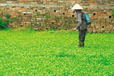 Rau càng đắt, hóa chất càng nhiều?