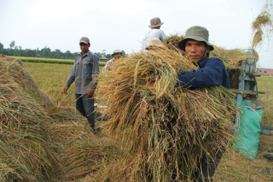 'Bộ Công Thương, Bộ NN&PTNT bỏ rơi nông dân'
