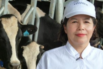 Chủ tịch Vinamilk: Không phải ai cũng nuôi bò thành công