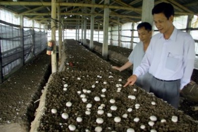 Ứng dụng thành công công nghệ sinh học nâng cao năng suất trồng nấm