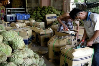 Nâng cao năng suất chất lượng sản phẩm sầu riêng Khánh Sơn