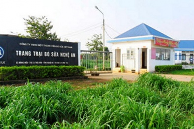 Câu chuyện từ đồng cỏ đến những ly sữa tươi ngon