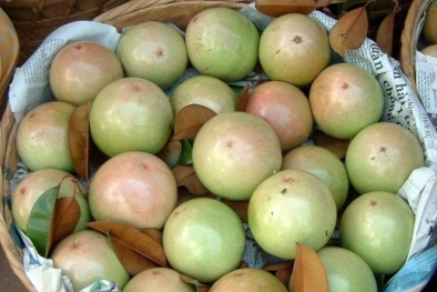 Thêm vải, xoài, vú sữa vào Mỹ