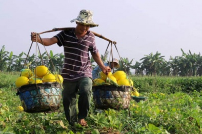 Trúng lớn nhờ trồng quýt hồng, dưa vàng