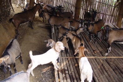 Xác minh vụ dê hộ nghèo đi lạc vào nhà Bí Thư Huyện