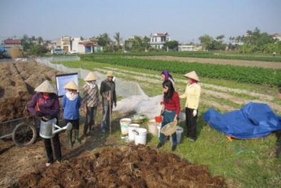 Khoa học góp phần nâng cao hiệu quả sử dụng phế phẩm nông nghiệp