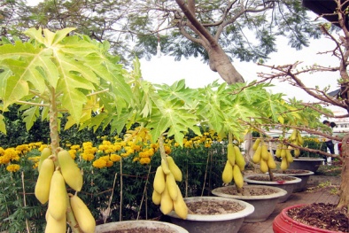 Nghệ thuật chơi chậu đu đủ kiểng lưỡng dụng
