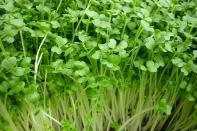Rau mầm có nguy cơ nhiễm khuẩn Listeria