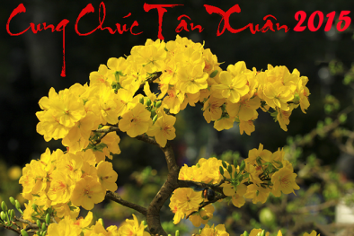 Những lời chúc Tết Ất Mùi 2015 hay nhất