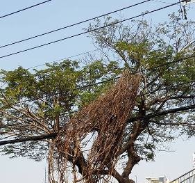 Chiêm ngưỡng cây mai giá ‘khủng’ ở chợ hoa ‘trên bến, dưới thuyền’