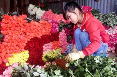 Hồng Đà Lạt đội giá khi Valentine gần kề