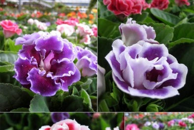Kỹ thuật trồng hoa cẩm nhung
