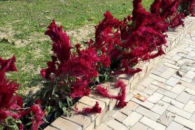 Tan tác đường hoa Văn Miếu – Trấn Biên ở Đồng Nai