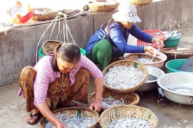 Trúng 'lộc biển', ngư dân thu chục triệu mỗi ngày