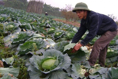 Nông dân nhổ bỏ nông sản cho bò ăn vì giá giảm mạnh sau Tết