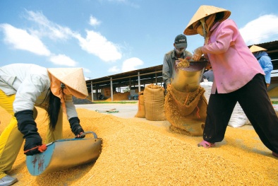 Liên kết sản xuất và tiêu thụ thóc, gạo giai đoạn 2015-2020