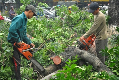 Hà Nội đình chỉ hàng loạt cán bộ sau vụ chặt hạ cây xanh
