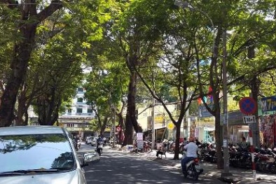 Ngắm đường phố Sài Gòn rợp bóng mát nhờ hàng cây xanh tốt