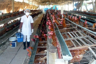 Vĩnh Phúc: Thúc đẩy phát triển nông nghiệp năng suất chất lượng cao