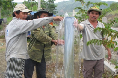 Phú Yên: Giếng nước tự phun trào nuôi sống hàng trăm hộ dân