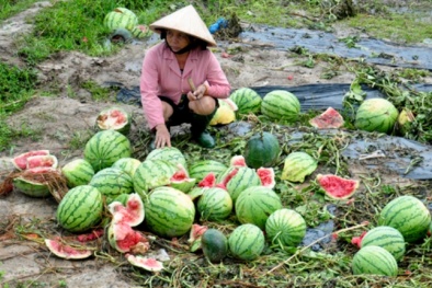 ‘Không ai dí súng vào đầu ép bà con nông dân phải trồng dưa hấu’