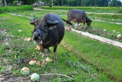 Dưa hấu 500đ/kg bỏ trâu ăn, thanh long rớt giá thảm