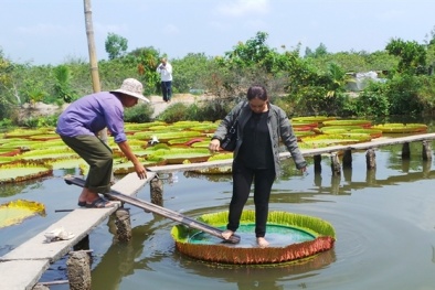 Chiêm ngưỡng lá sen khổng lồ 'cõng người' ở Đồng Tháp