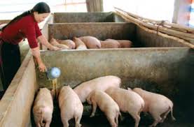 Chất lượng thịt lợn không bị ảnh hưởng khi chăn nuôi bằng bã rượu