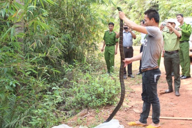 Rắn hổ mang chúa bổ chết một phạm nhân chỉ trong tích tắc