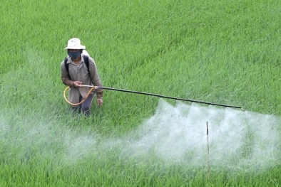 Hà Nội: Lãnh đạo huyện chịu trách nhiệm nếu để sâu bệnh phát sinh dịch