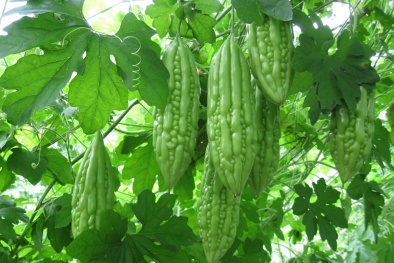 Mướp đắng có thể gây ‘họa’ khi ăn không đúng cách