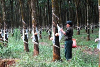 Hiệp hội các nước sản xuất cao su thiên nhiên bàn cách ổn định giá