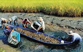 Cà Mau: Triển vọng mô hình nuôi tôm càng xanh