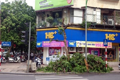 Cây sấu trên phố Hàng Bài bị chặt trộm là do không hợp phong thủy?