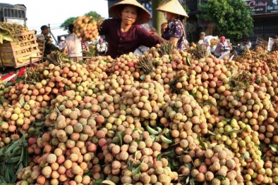 Mùa vải thiều chín đỏ: 'Giải cứu' bằng biện pháp tăng cường kết nối