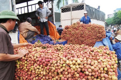 Xuất khẩu 100 ngàn tấn vải thiều trong những năm tới