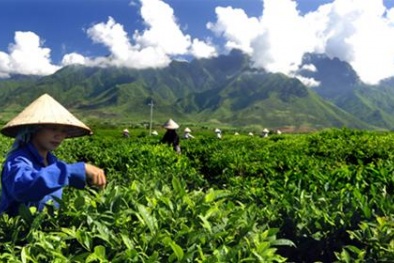 Lai Châu quyết tâm vực dậy cây chè