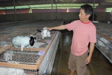 Kỹ thuật nuôi thỏ thịt cho năng suất cao