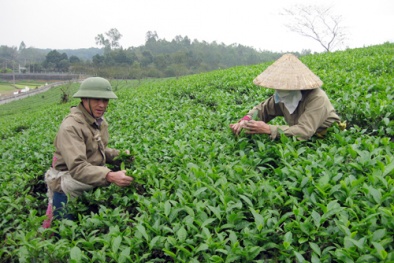 Phú Thọ: Thâm canh bón phân NPK khép kín nâng cao năng suất chất lượng chè