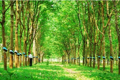 Phân hữu cơ vi sinh giúp tăng năng suất mủ cao su