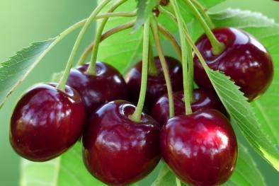 Vitamin và khoáng chất dồi dào từ quả anh đào cherry
