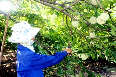 An Sinh (Đông Triều) tập trung phát triển na dai theo hướng VietGAP