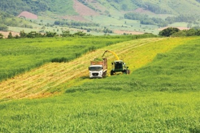 Hà Nội: Hỗ trợ phát triển nông nghiệp ứng dụng công nghệ cao