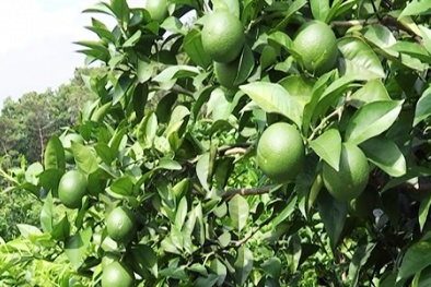 Nông dân thu hàng trăm triệu đồng nhờ trồng chanh tứ quý