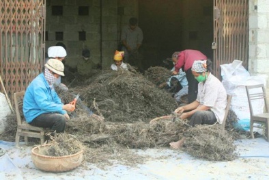 Lạng Sơn: Xây dựng đề tài khoa học nhằm nâng cao giá trị kinh tế cho cây thạch đen