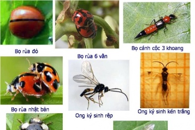 Dùng côn trùng có ích để tăng năng suất rau xanh và sạch