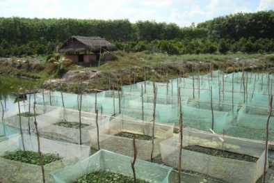 Nuôi ếch trong lồng lưới để gia tăng năng suất