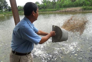 Bổ sung khoáng đa lượng và vi lượng vào thức ăn để tăng năng suất thủy sản